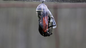 Adult Monarch Emerges from its Chrysalis