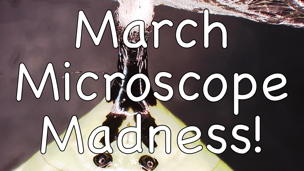 March Microscope Madness! (Week 2 - 2016)