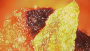 March Microscope Madness! (Week 2 - 2015)