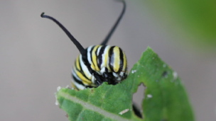 Life Cycle of the Monarch Butterfly
