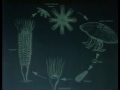 Jellyfish: The Big Sting